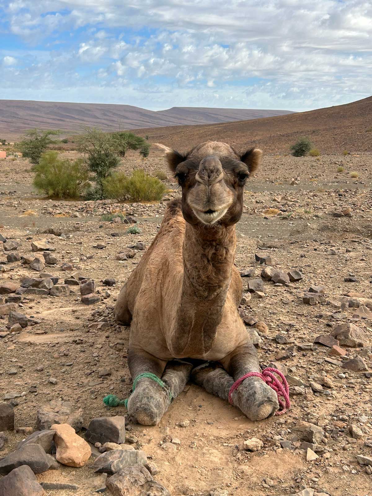 Dromedar Stefanie Schmidt schaut entspannt in den Sonnenuntergang