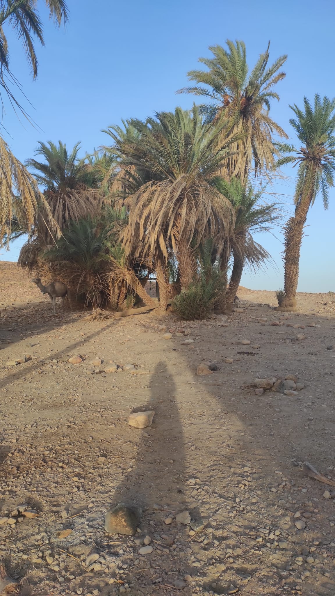 schatten in der Wüstenoase schatten in der Wüstenoase